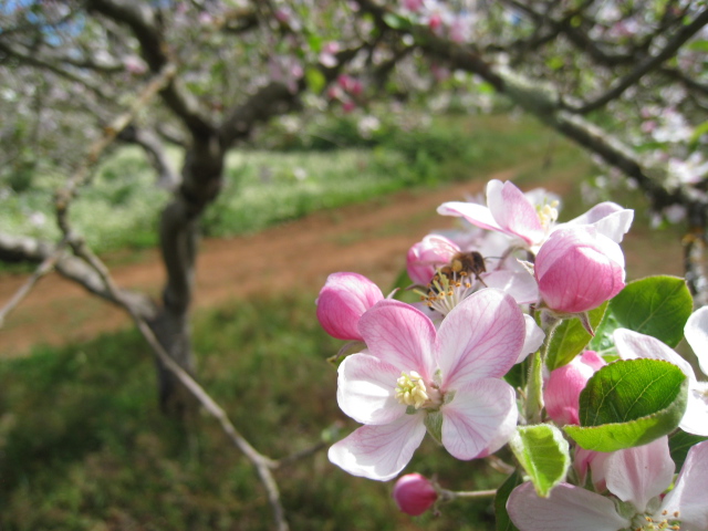 Imagen de la floración de la manzana reineta de Tenerife, que se usa para elaborar la sodra de Canarias